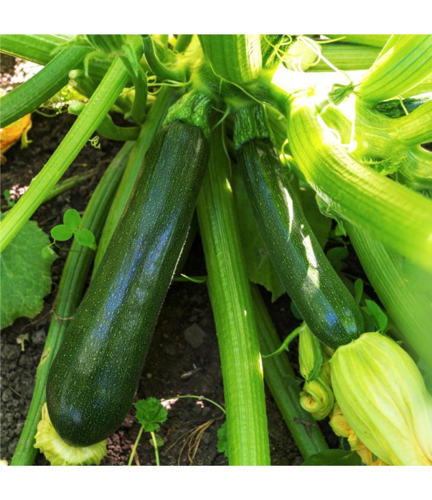 Courgette bio (1kg) Courgette bio (1kg)