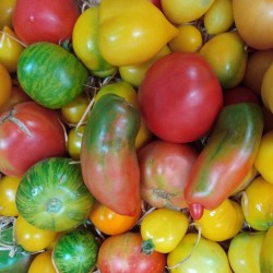 3kg Tomates anciennes bio