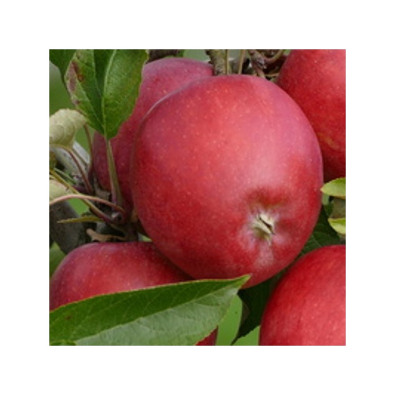 5KG Pomme Story bio 5KG Pomme Story bio