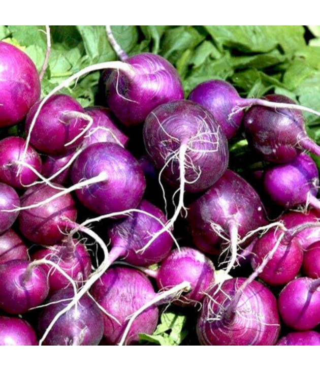Radis rave violet bio (500g) Radis rave violet bio (500g)