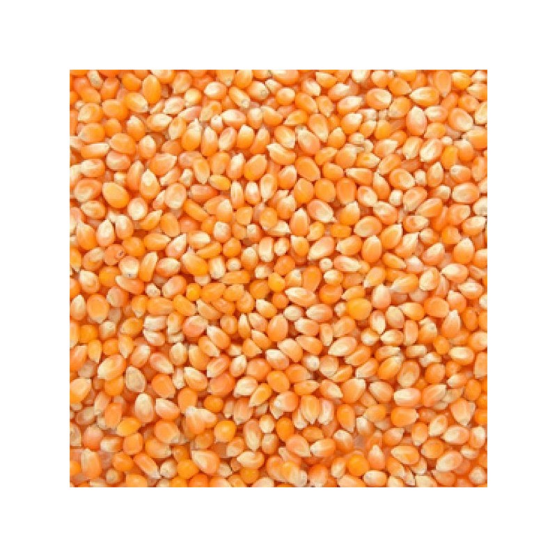 Maïs à popcorn bio (250G)