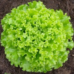 Salade bio