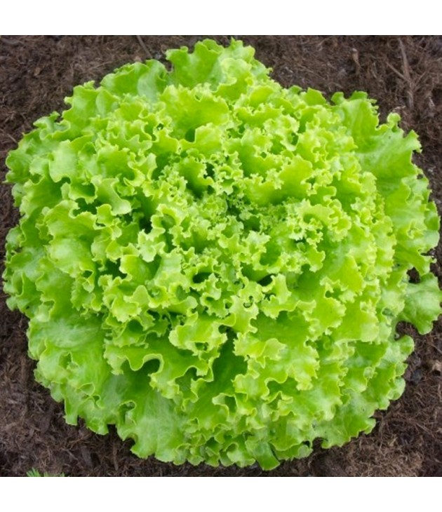 Salade bio