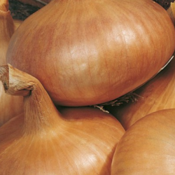 Oignon jaune BIO (1KG)