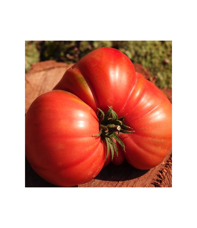 Tomates anciennes MARMANDE BIO (500G) Tomates anciennes MARMANDE BIO (500G)