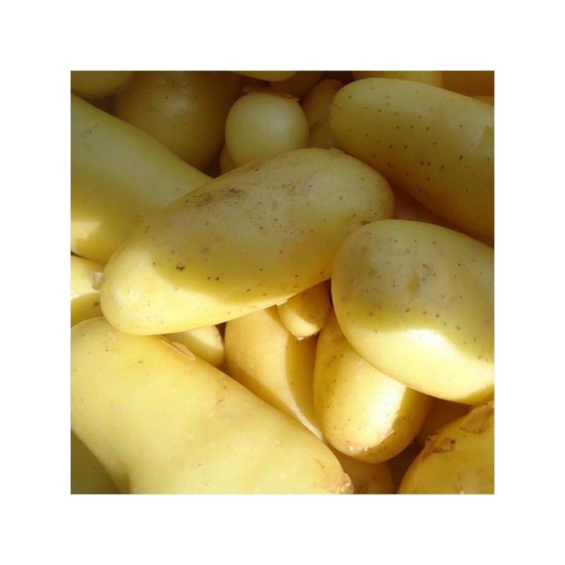 Pomme de terre PRIMEUR Délicatesse LOCAL (1KG) Pomme de terre PRIMEUR Délicatesse LOCAL (1KG)