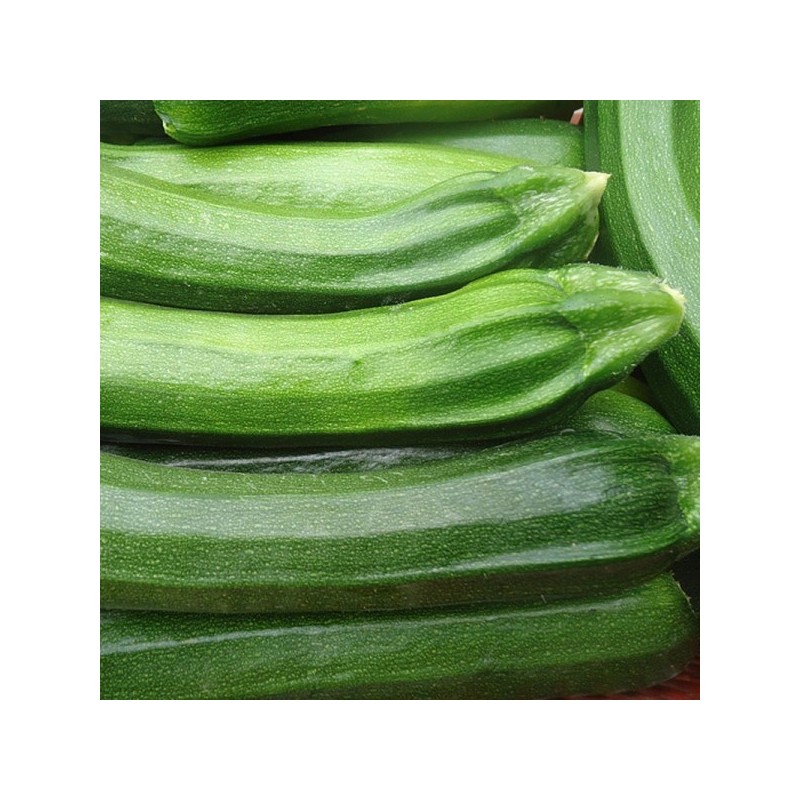 2KG Courgette LOCAL 2KG Courgette LOCAL