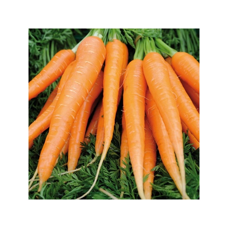 Carotte botte BIO Carotte botte BIO