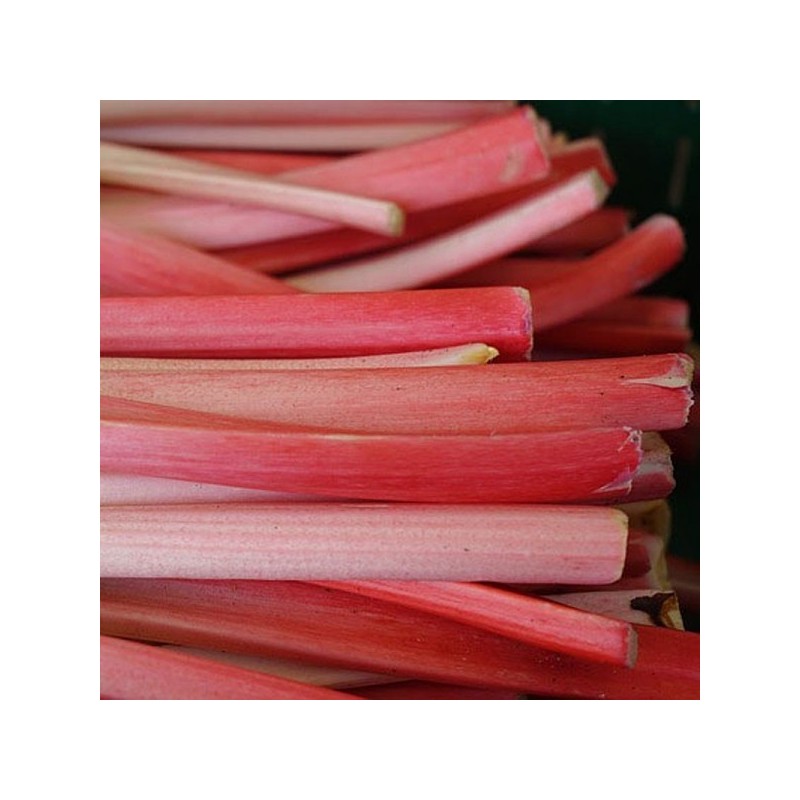 Rhubarbe BIO (1kg) Rhubarbe BIO (1kg)