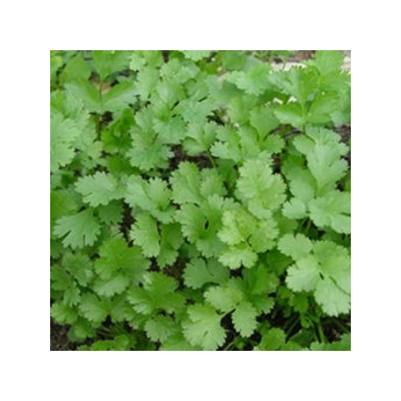 Coriandre BIO (1BOTTE) Coriandre BIO (1BOTTE)