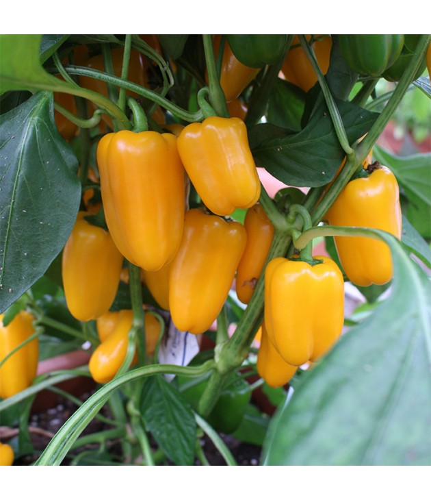 Poivron jaune BIO (500G) Poivron jaune BIO (500G)