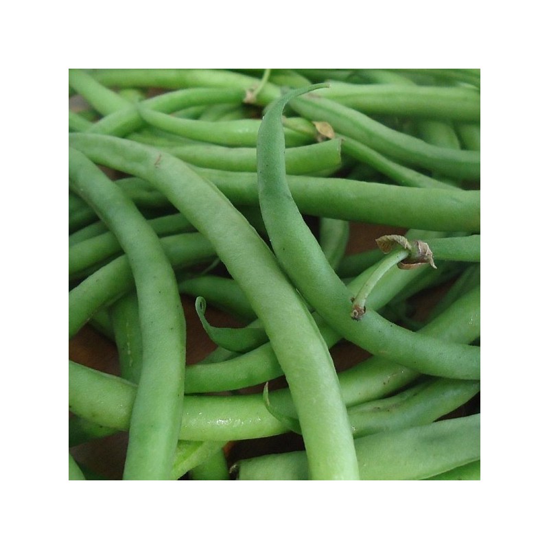 Haricot vert LOCAL (500G) Haricot vert LOCAL (500G)