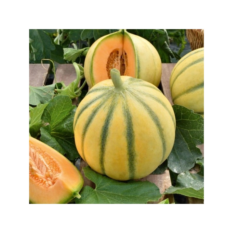 Melon Charentais BIO (-700G) Melon Charentais BIO (-700G)