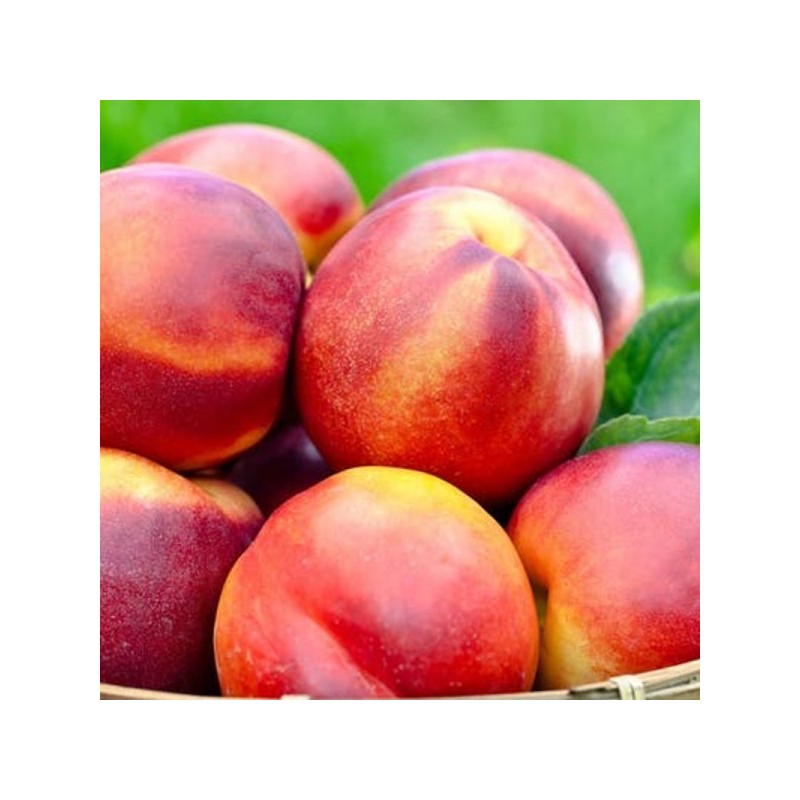 Nectarine jaune LOCAL (1KG) Nectarine jaune LOCAL (1KG)