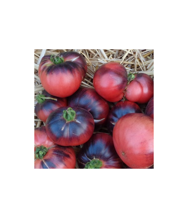 Tomates anciennes POPULATION INDIGO BIO (500G) Tomates anciennes POPULATION INDIGO BIO (500G)