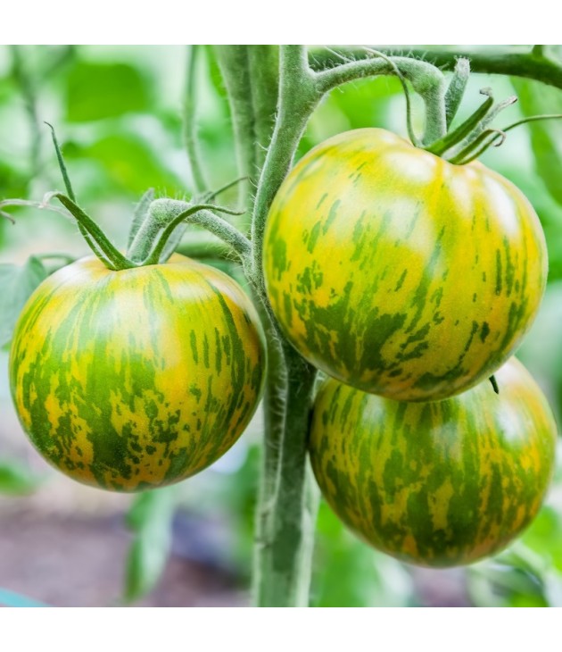 Tomates anciennes POPULATION GREEN ZEBRA BIO (500G) Tomates anciennes POPULATION GREEN ZEBRA BIO (500G)