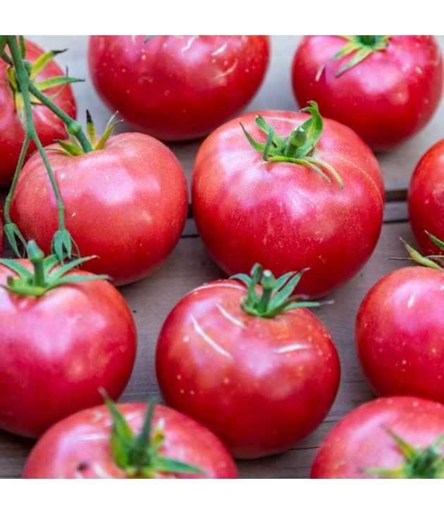 Tomates anciennes POPULATION ROSE DE BERNE BIO (500G) Tomates anciennes POPULATION ROSE DE BERNE BIO (500G)