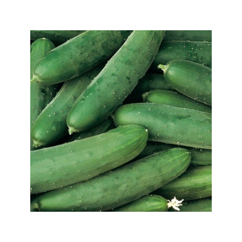 Concombre épineux BIO (500G) Concombre épineux BIO (500G)