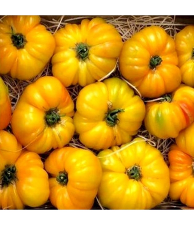 Tomates anciennes POPULATION ANANAS BIO (500G) Tomates anciennes POPULATION ANANAS BIO (500G)