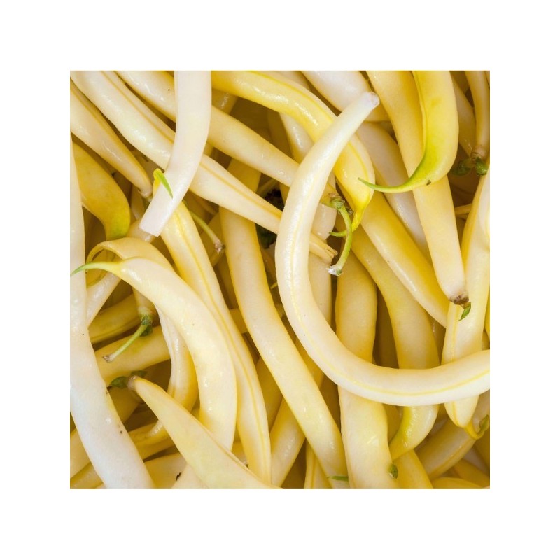 Haricot BEURRE BIO (500G) Haricot BEURRE BIO (500G)