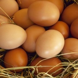6 œufs BIO frais