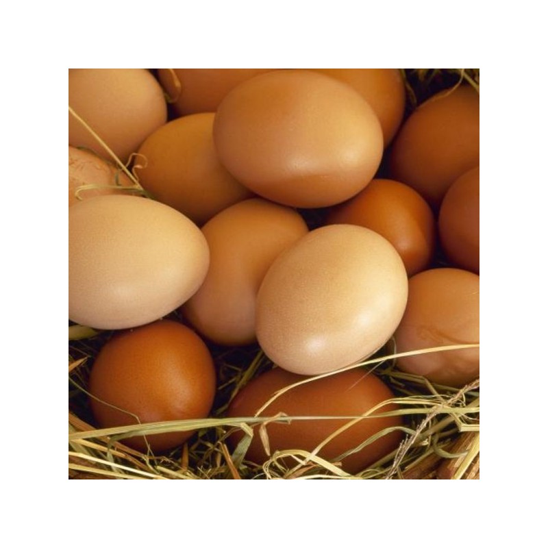 6 œufs BIO frais