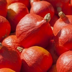 Potimarron bio (1kg)