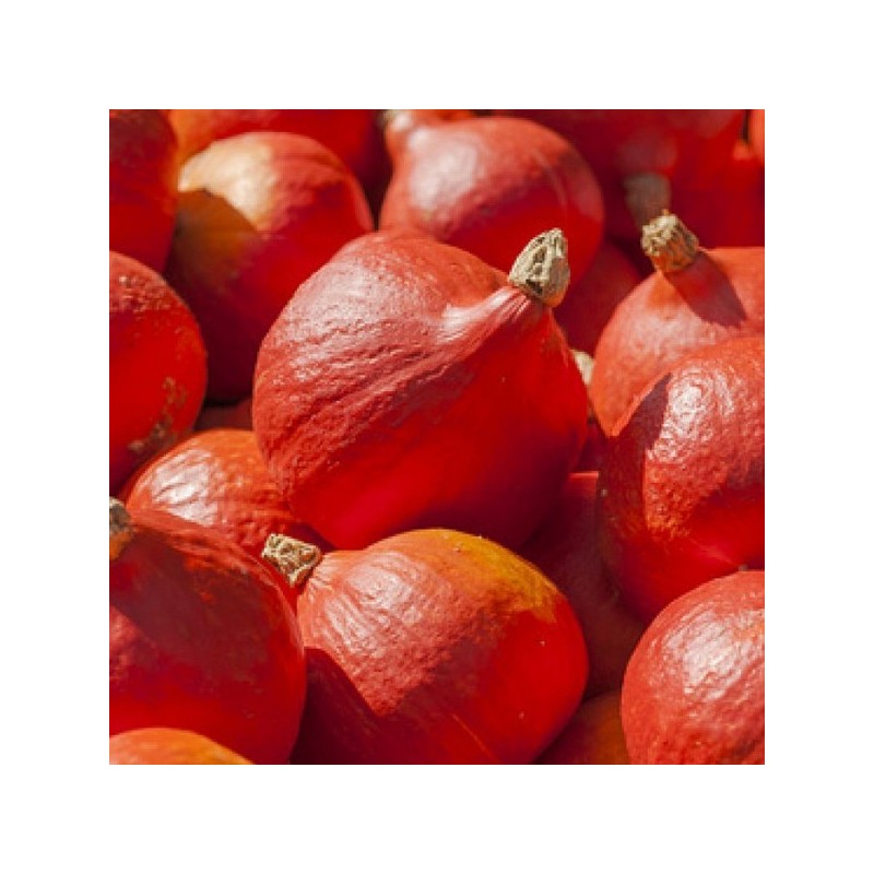 Potimarron bio (1kg) Potimarron bio (1kg)
