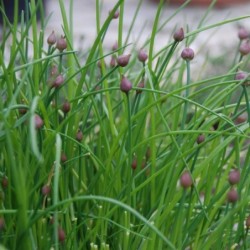 Ciboulette en pot