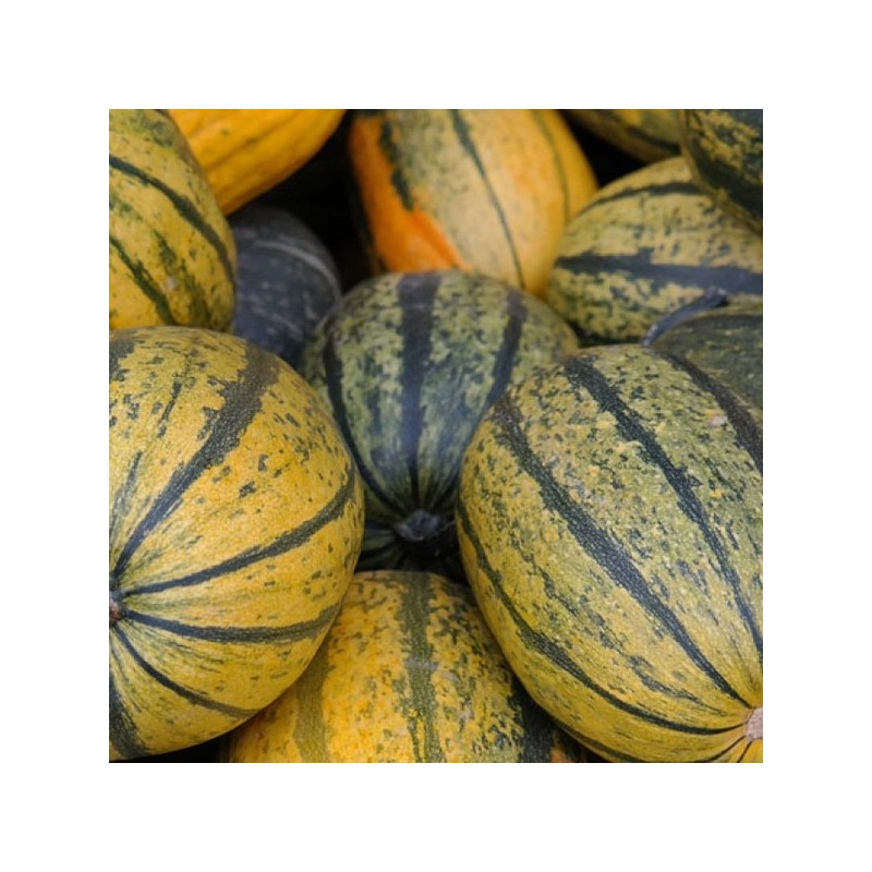 Courge spaghetti bio (pièce) Courge spaghetti bio (pièce)