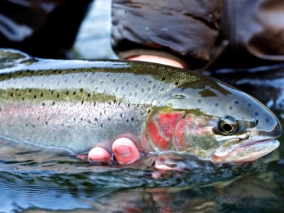 Les engagements de notre poissonnier CHARLES MURGAT