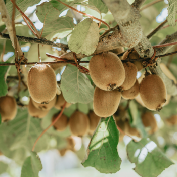 KIWI LOCAL - DESCLICS PAYSAN, LE GOÛT DU BIO SOLIDAIRE PRÈS DE CHEZ VOUS