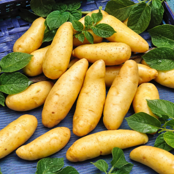 POMME DE TERRE NOUVELLE DÉLICATESSE LOCAL - DESCLICS PAYSAN, LE GOÛT DU BIO SOLIDAIRE PRÈS DE CHEZ VOUS