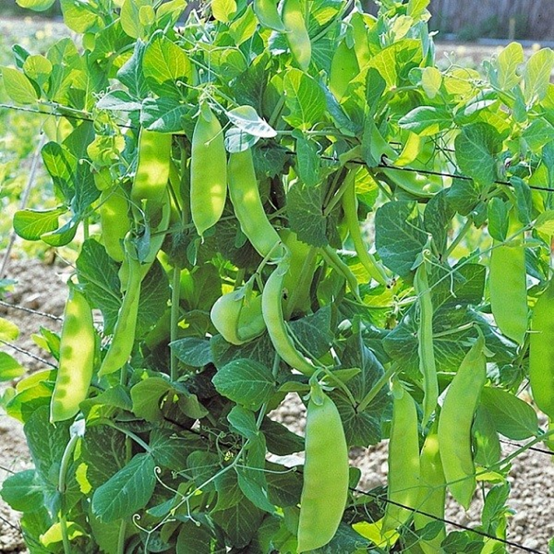 POIS GOURMANDS LOCAL - DESCLICS PAYSAN, LE GOÛT DU BIO SOLIDAIRE PRÈS DE CHEZ VOUS