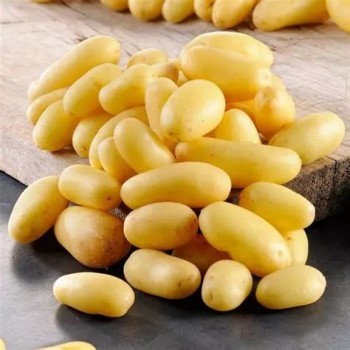 POMME DE TERRE NOUVELLE DÉLICATESSE LOCAL - DESCLICS PAYSAN, LE GOÛT DU BIO SOLIDAIRE PRÈS DE CHEZ VOUS