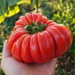 TOMATES ANCIENNES LOCAL - DESCLICS PAYSAN, LE GOÛT DU BIO SOLIDAIRE PRÈS DE CHEZ VOUS