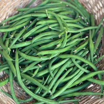HARICOT VERT - DESCLICS PAYSAN, LE GOÛT DU BIO SOLIDAIRE PRÈS DE CHEZ VOUS
