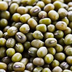 HARICOT MUNGO BIO - DESCLICS PAYSAN, LE GOÛT DU BIO SOLIDAIRE PRÈS DE CHEZ VOUS