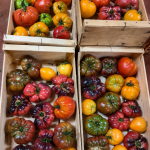 TOMATES POPULATION BIO - DESCLICS PAYSAN, LE GOÛT DU BIO SOLIDAIRE PRÈS DE CHEZ VOUS