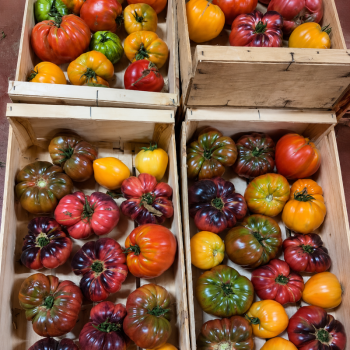 TOMATES POPULATION BIO - DESCLICS PAYSAN, LE GOÛT DU BIO SOLIDAIRE PRÈS DE CHEZ VOUS