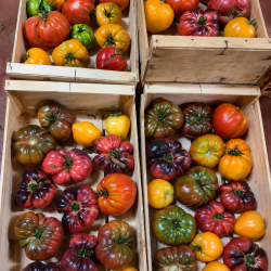 TOMATES POPULATION BIO - DESCLICS PAYSAN, LE GOÛT DU BIO SOLIDAIRE PRÈS DE CHEZ VOUS