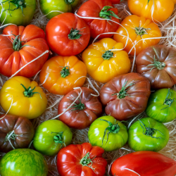 TOMATES POPULATION BIO - DESCLICS PAYSAN, LE GOÛT DU BIO SOLIDAIRE PRÈS DE CHEZ VOUS