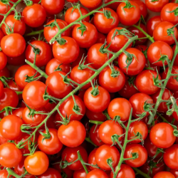 TOMATES CERISES LOCAL - DESCLICS PAYSAN, LE GOÛT DU BIO SOLIDAIRE PRÈS DE CHEZ VOUS