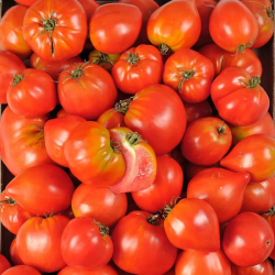 2KG TOMATES COEUR DE BOEUF LOCAL - DESCLICS PAYSAN, LE GOÛT DU BIO SOLIDAIRE PRÈS DE CHEZ VOUS