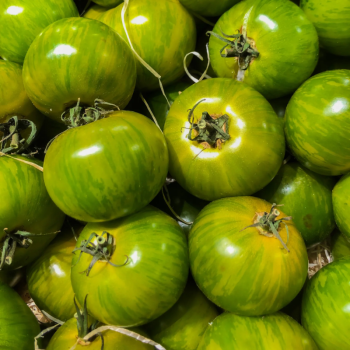 TOMATES GREEN ZEBRA LOCAL - DESCLICS PAYSAN, LE GOÛT DU BIO SOLIDAIRE PRÈS DE CHEZ VOUS