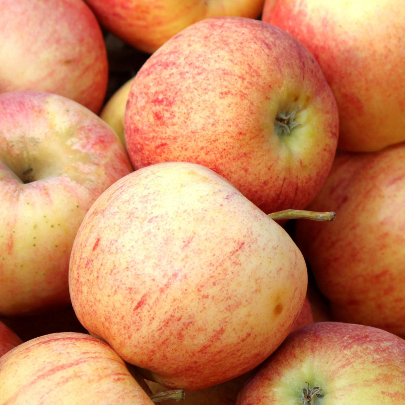 POMME GALA BIO - DESCLICS PAYSAN, LE GOÛT DU BIO SOLIDAIRE PRÈS DE CHEZ VOUS