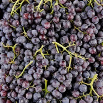 RAISIN MUSCAT BIO - DESCLICS PAYSAN, LE GOÛT DU BIO SOLIDAIRE PRÈS DE CHEZ VOUS