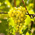 RAISIN MUSCAT BIO - DESCLICS PAYSAN, LE GOÛT DU BIO SOLIDAIRE PRÈS DE CHEZ VOUS