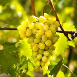RAISIN MUSCAT BIO - DESCLICS PAYSAN, LE GOÛT DU BIO SOLIDAIRE PRÈS DE CHEZ VOUS