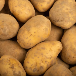 POMME DE TERRE CHAIR FERME LOCAL - DESCLICS PAYSAN, LE GOÛT DU BIO SOLIDAIRE PRÈS DE CHEZ VOUS